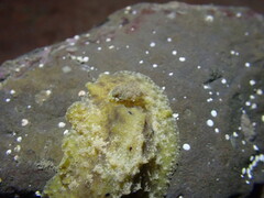 Sclerodoris apiculata