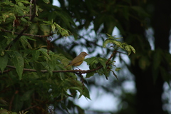 Leiothlypis ruficapilla