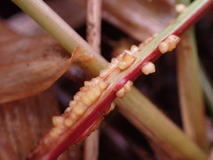 Rhizobium