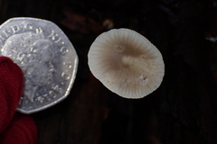 Mycena carmeliana