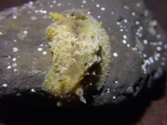 Sclerodoris apiculata