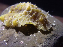 Sclerodoris apiculata