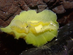 Sclerodoris apiculata