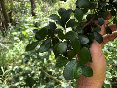 Planchonella cotinifolia