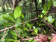 Planchonella cotinifolia