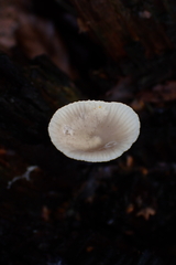 Mycena carmeliana