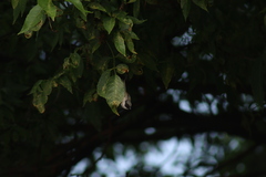 Psaltriparus minimus