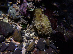 Sclerodoris apiculata