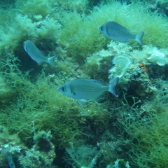 Spondyliosoma cantharus