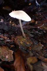 Mycena carmeliana