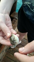 Torquigener flavimaculosus