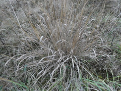 Sorghastrum nutans