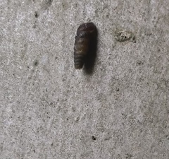 Brachypodella costata