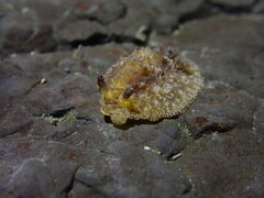 Sclerodoris apiculata