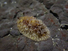 Sclerodoris apiculata