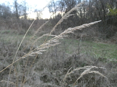Sorghastrum nutans