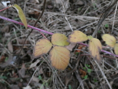 Rubus occidentalis