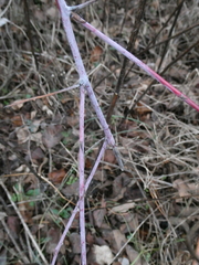 Rubus occidentalis