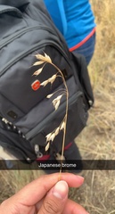 Bromus japonicus