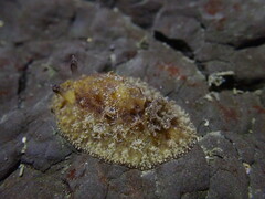 Sclerodoris apiculata
