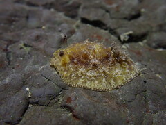 Sclerodoris apiculata