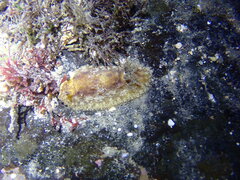 Sclerodoris apiculata