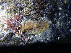 Sclerodoris apiculata