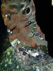 Parablennius yatabei