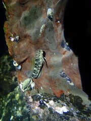 Parablennius yatabei