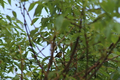 Leiothlypis ruficapilla