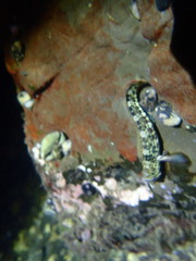 Parablennius yatabei