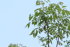 Psaltriparus minimus