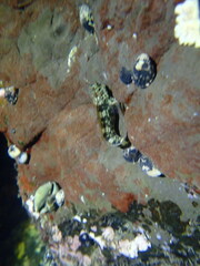 Parablennius yatabei