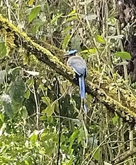 Momotus aequatorialis