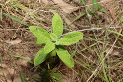 Pterocaulon redolens