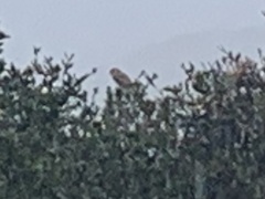 Falco sparverius