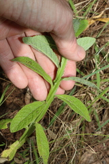 Pterocaulon redolens