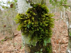 Leucodon andrewsianus