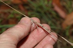 Cymbopogon refractus