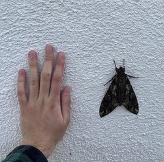 Cocytius antaeus