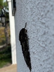 Cocytius antaeus