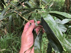 Acacia fasciculifera