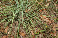 Cymbopogon refractus