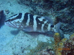 Epinephelus striatus
