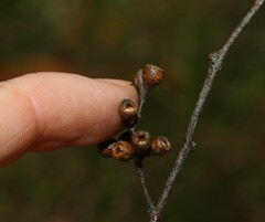 Eucalyptus crebra