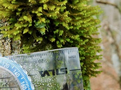 Leucodon andrewsianus