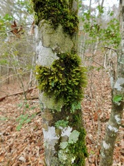 Leucodon andrewsianus