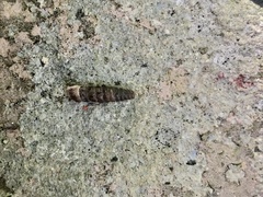 Brachypodella costata