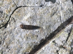 Brachypodella costata