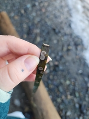 Membranipora membranacea